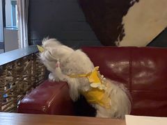 -百好乐宠物友好餐厅(朝外大街店)