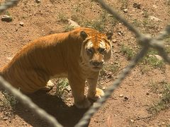 -西霞口神雕山野生动物世界