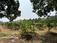 -北京张裕爱斐堡酒庄