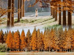 -黄海国家森林公园