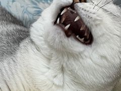 -纳吉亚猫专科动物医院·北北分院
