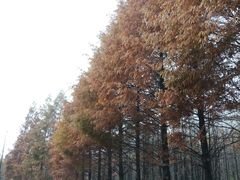 -山王坪喀斯特国家生态公园