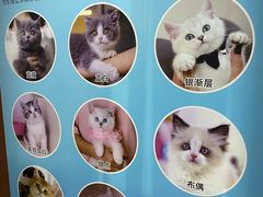 -lincat·猫舍(广州店)