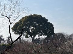 -无锡梅园公园