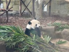 -成都动物园