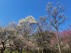 -杭州植物园
