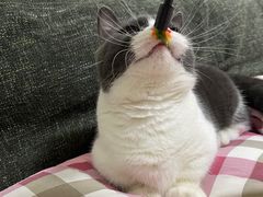 -爱诺耐芙动物医院(万博店)