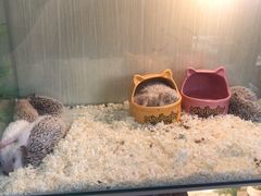 -万商花鸟市场