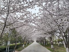 -高东镇樱花园