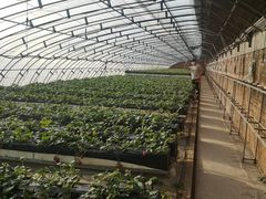 -甜心庄园·甜心草莓采摘园(西青中北店)