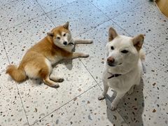 -柴务处·柴犬主题狗咖