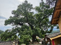 -杨家堂村