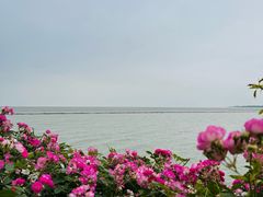 -贡湖湾湿地公园