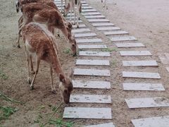 -北京麋鹿生态实验中心