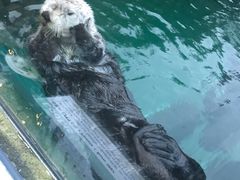 -西雅图水族馆