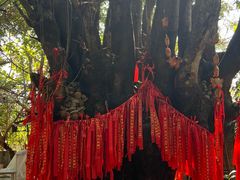 -瑞丽独树成林风景区