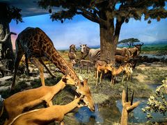 -国家自然博物馆