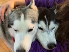 -Husky Go! 哈士奇体验馆·宠物咖啡厅狗咖