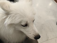 -共舞时光猫咖·狗咖(新街口店)