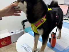 -美联众合动物医院·24h转诊中心