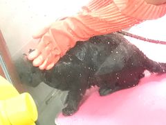 -宠福鑫康馨动物医院·骨科·眼科