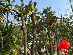 -三圣花乡旅游区