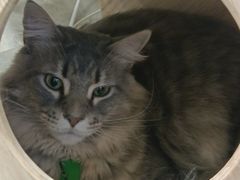 -楼上猫咖(罗湖店)