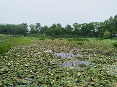 -长兴太湖图影湿地文化园