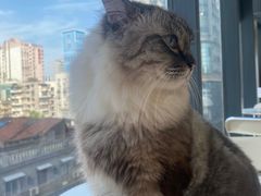 -怪兽屋·羊驼·猫咖·狗咖(俊华广场店)