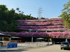 -深圳仙湖植物园