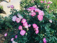 -人民公园(罗湖区)