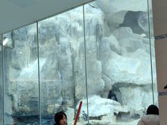 -帝企鹅自助餐厅•儿童岛•真企鹅(长隆企鹅酒店)