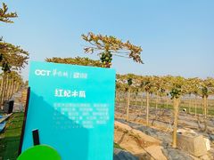 -光明小镇欢乐田园