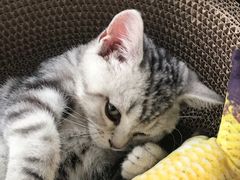 -lincat·猫舍(广州店)