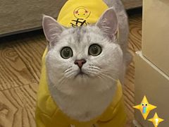 -喵zoo家庭繁育猫舍(尖东智能花园店)