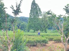 -灵顺寺