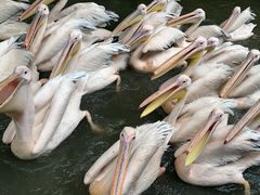 -广州长隆飞鸟乐园