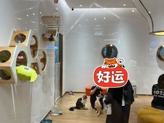 -1013 PET SHOP精品宠物商店(丁香店)
