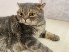 -猫咪派对(江南西店)