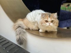 -猫大福·Fortune Cat猫舍(百子湾店)