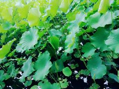 -四川大学(华西校区)