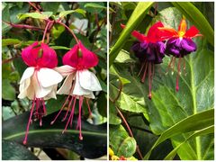 -上海辰山植物园