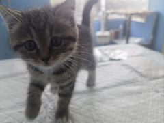 -瑞派福兴宠物医院犬猫全科·骨科·中西医结合(河东店)