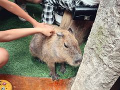 -正佳雨林生态植物园