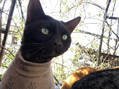 -喵屿·大理花园猫咖