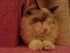 android_upload_pic-猫色咖啡·猫咖