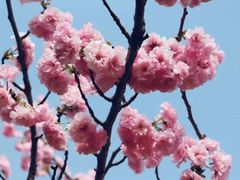 -天适樱花悠乐园