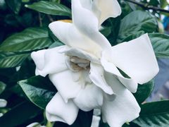 -花开海上生态园