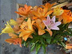 -Devils’ Brewery小恶魔精酿啤酒(武汉天地店)