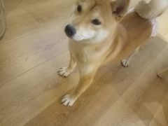 -柴犬小屋·柴餐厅·狗咖食堂(金鼎广场店)